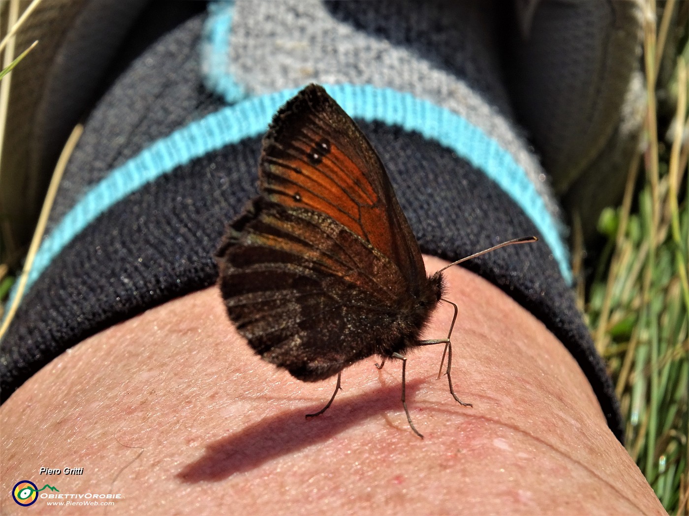 71 Una farfalla posa tranquilla sulla mia gamba.JPG